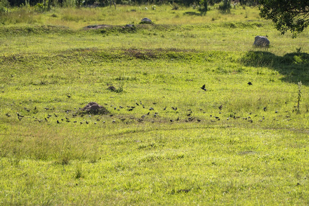 Shiny Cowbird - ML426900751