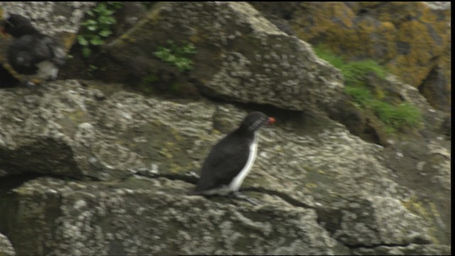 Parakeet Auklet - ML426901