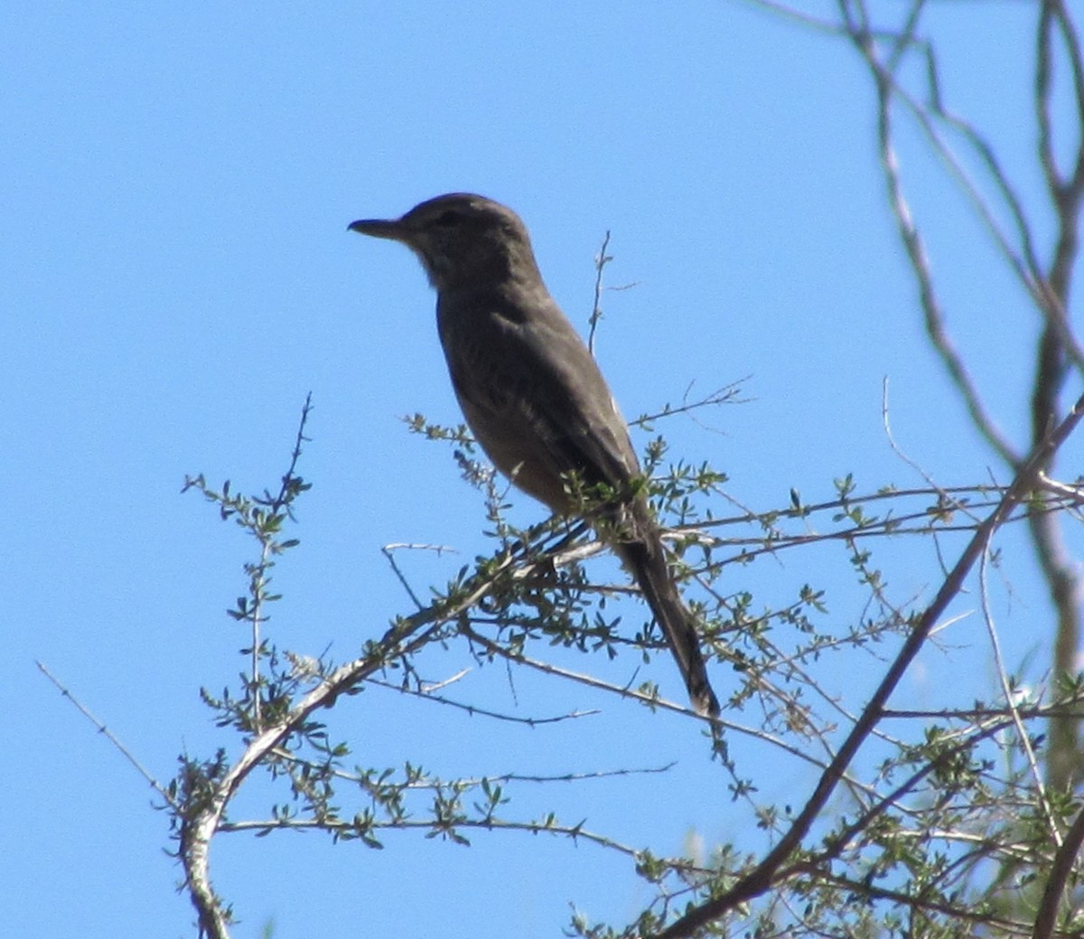 Gray-bellied Shrike-Tyrant - ML426901711