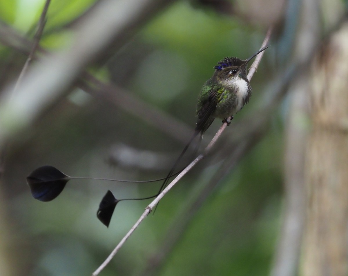 Marvelous Spatuletail - ML426902841