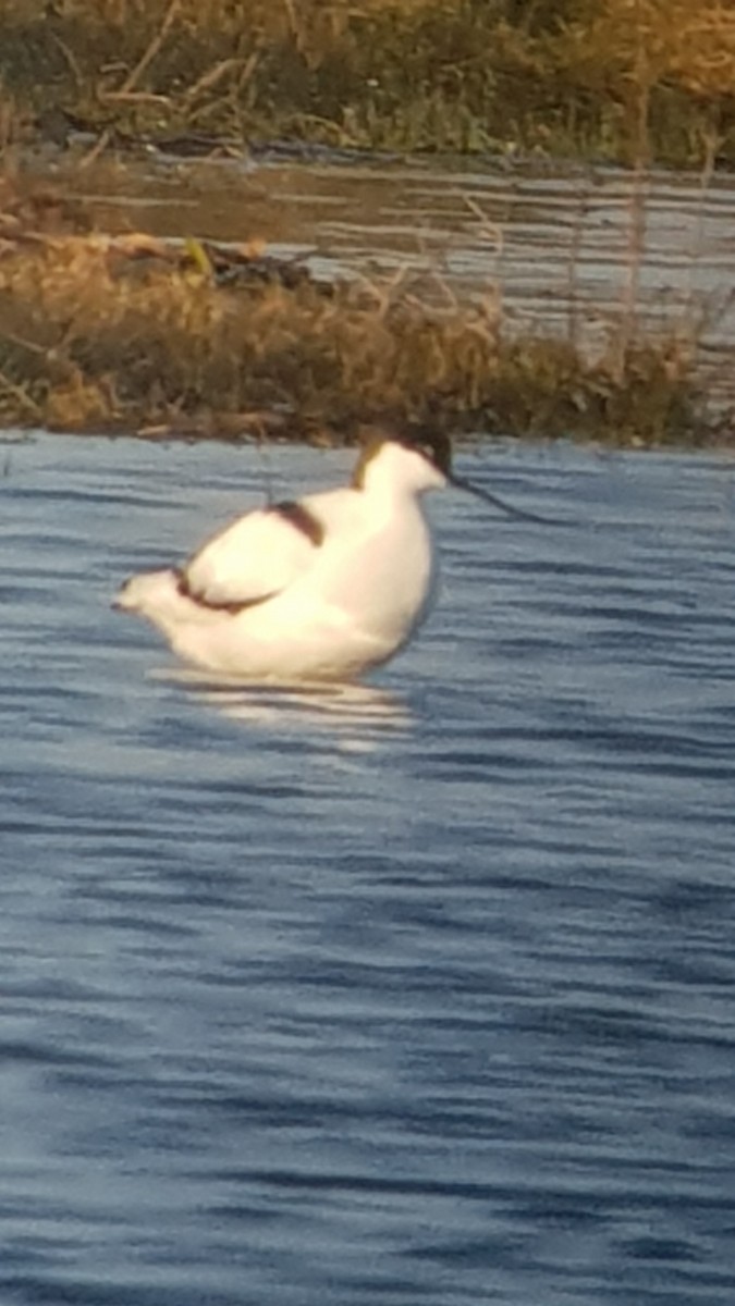 Pied Avocet - Clive Prescott