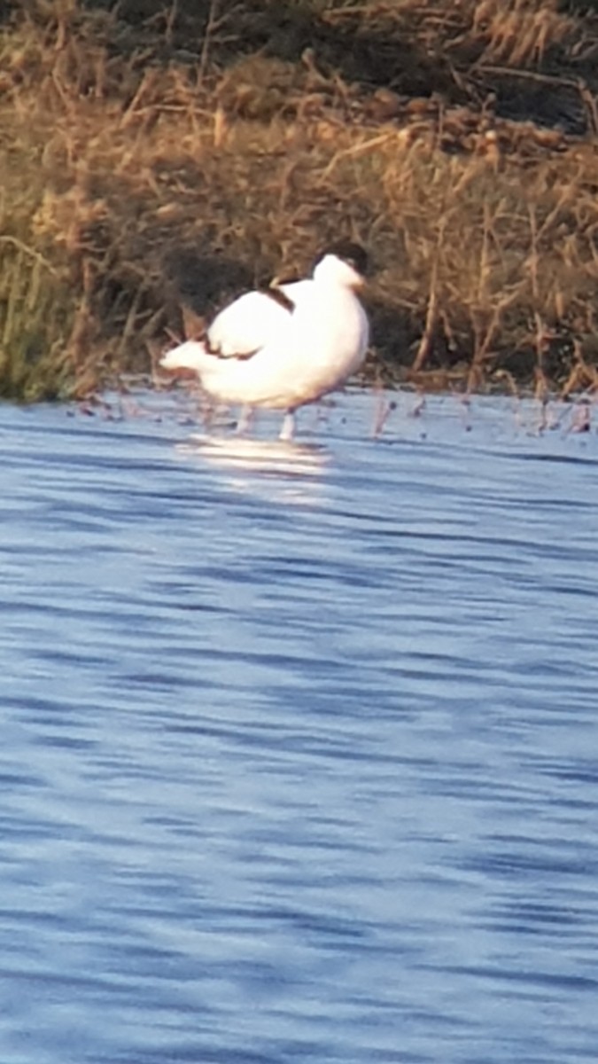 Pied Avocet - Clive Prescott