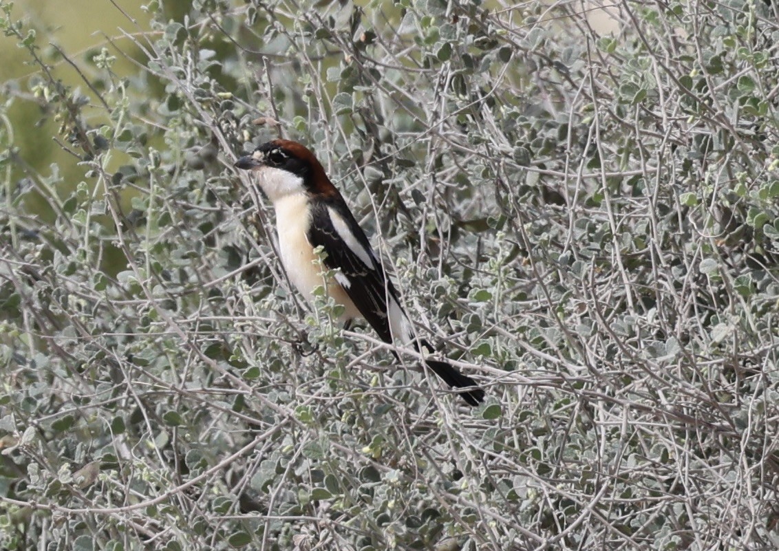 Woodchat Shrike - ML426905121