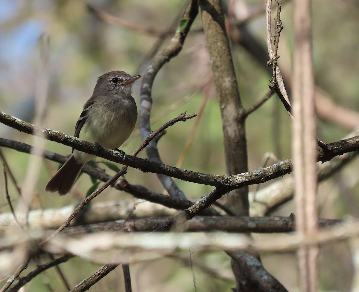 Gray-breasted Flycatcher - ML426906111