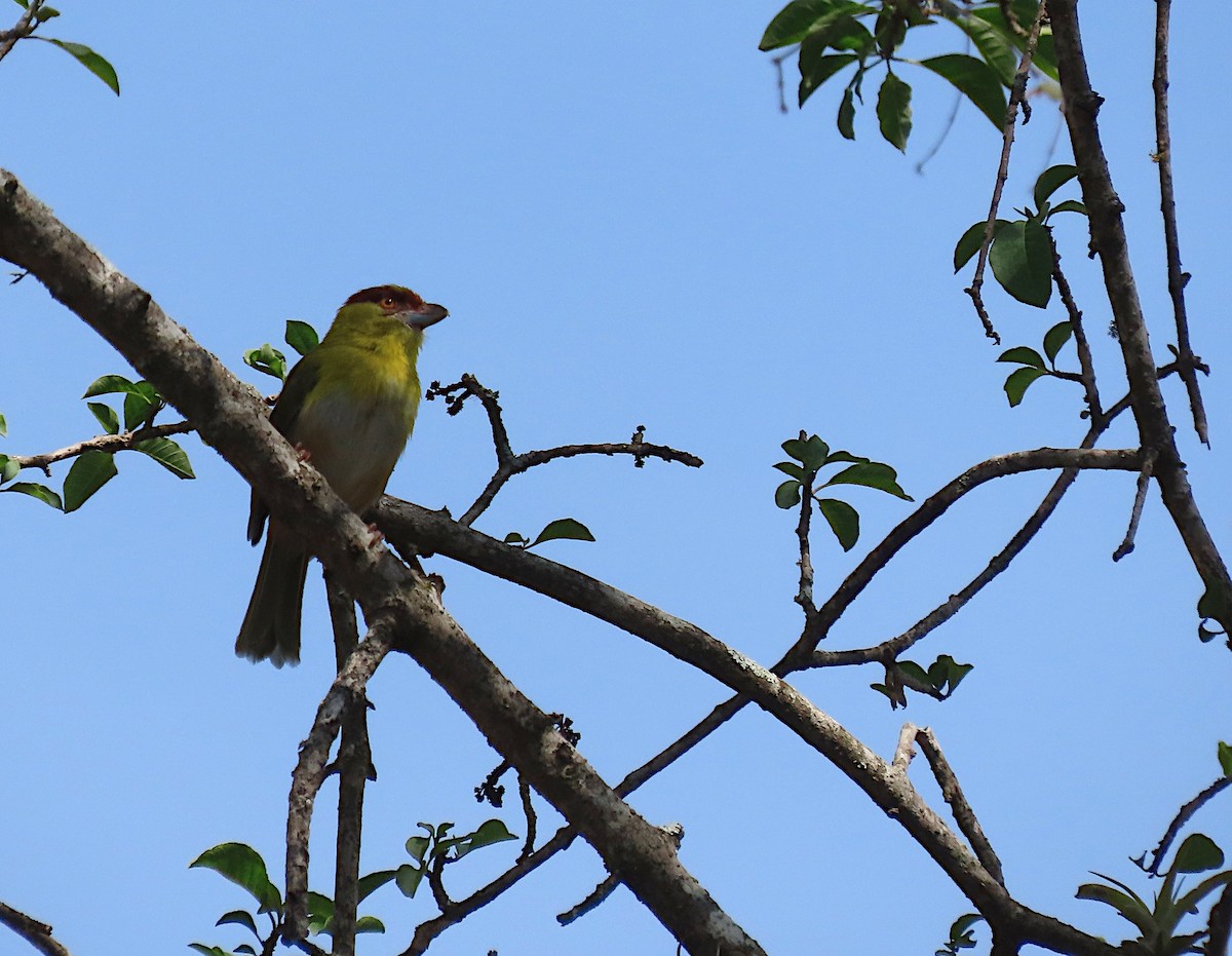 Rufous-browed Peppershrike - sylvain Uriot