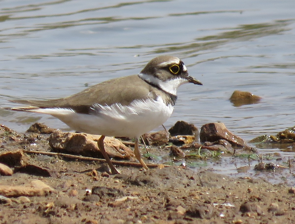 Little Ringed Plover (curonicus) - Abdessamad ENNOURY