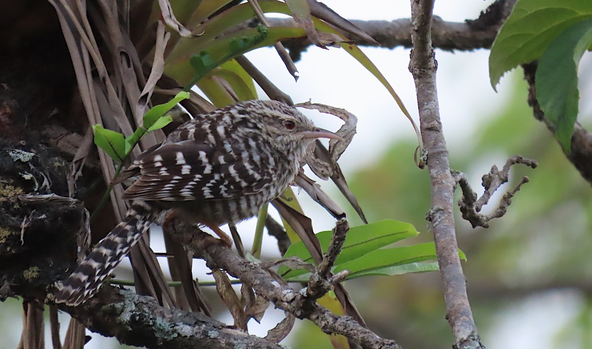 Fasciated Wren - ML426907601