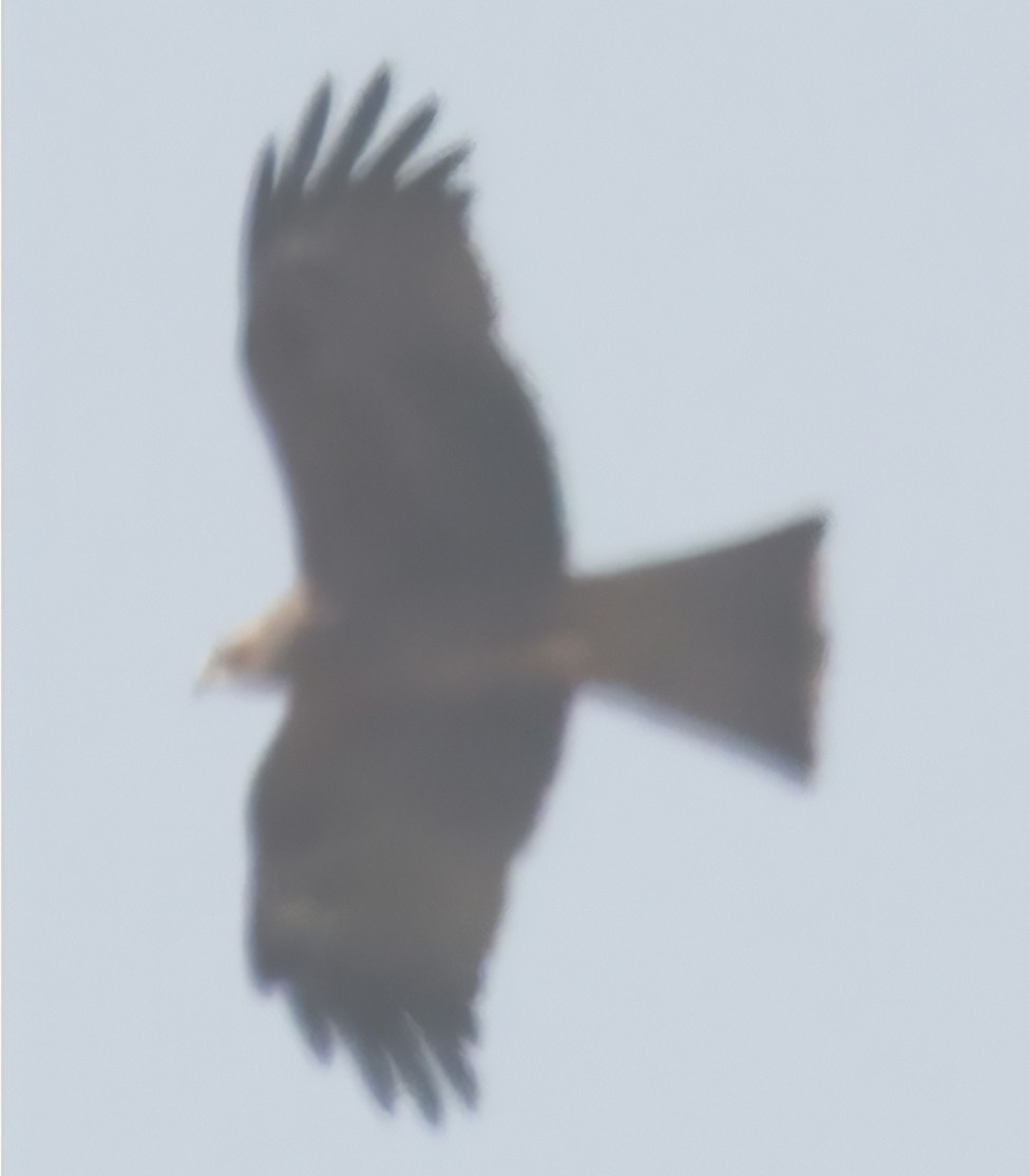 Black Kite - ML426908361