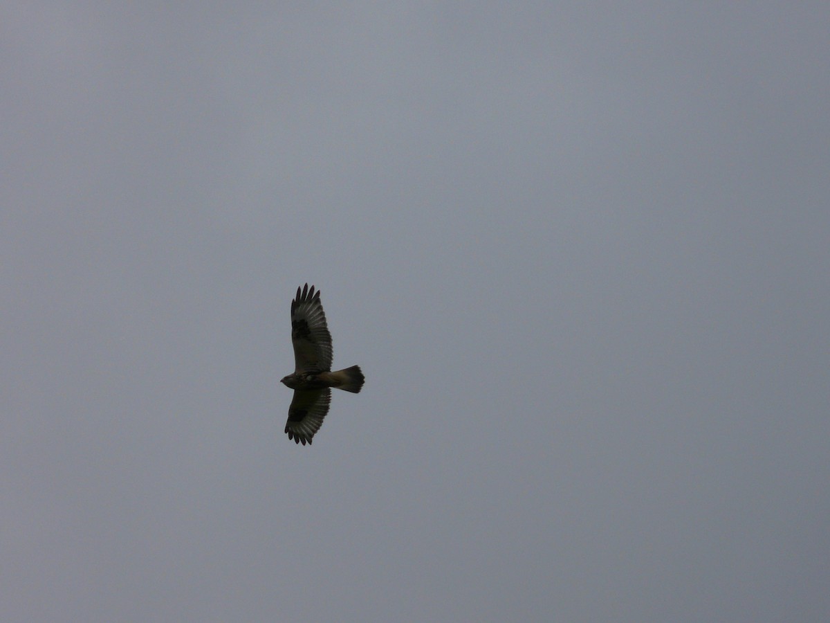 Rough-legged Hawk - ML426908681