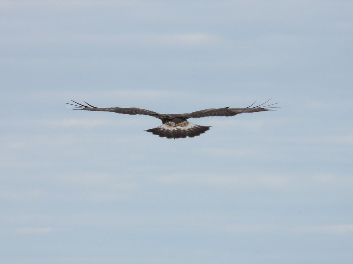 Rough-legged Hawk - Germain Savard