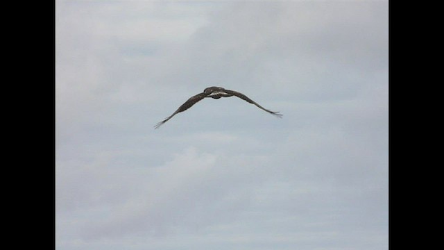 Rough-legged Hawk - ML426908881