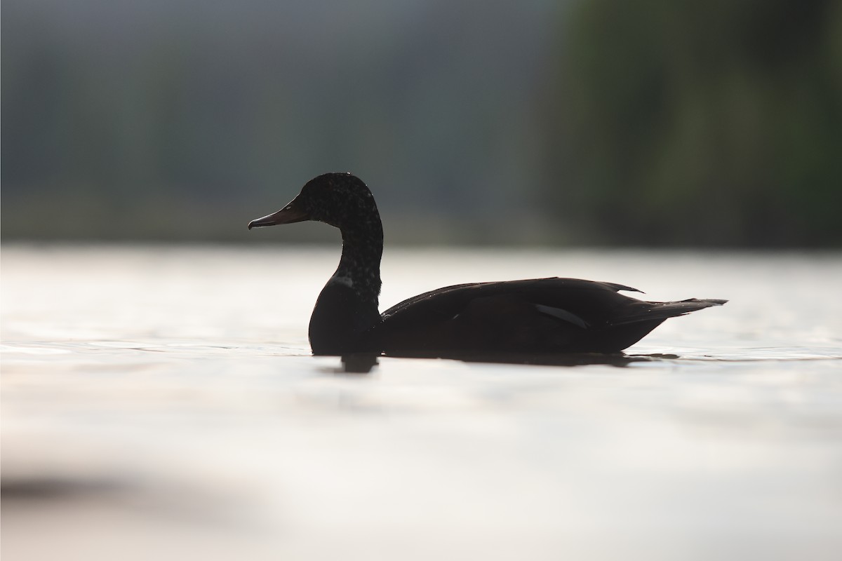 White-winged Duck - ML426909781