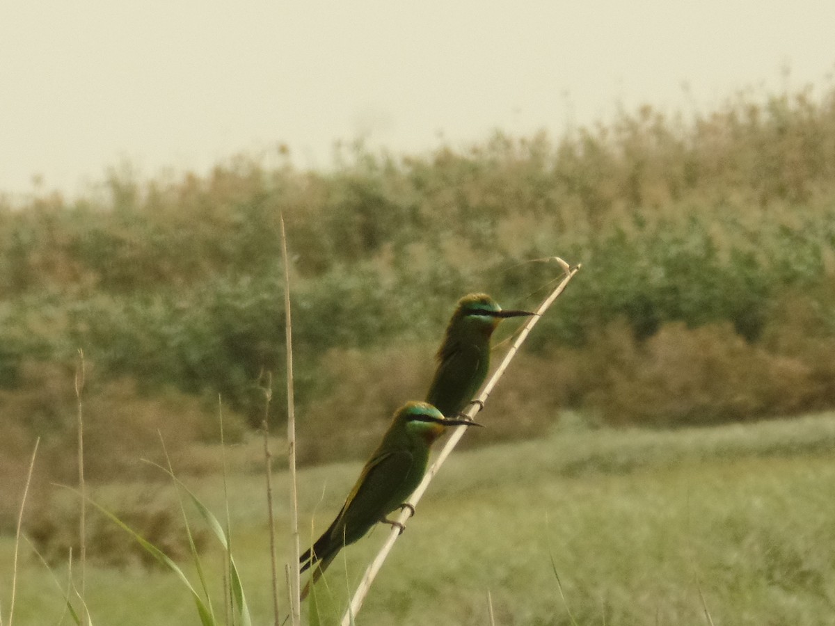 Blue-cheeked Bee-eater - ML426911761