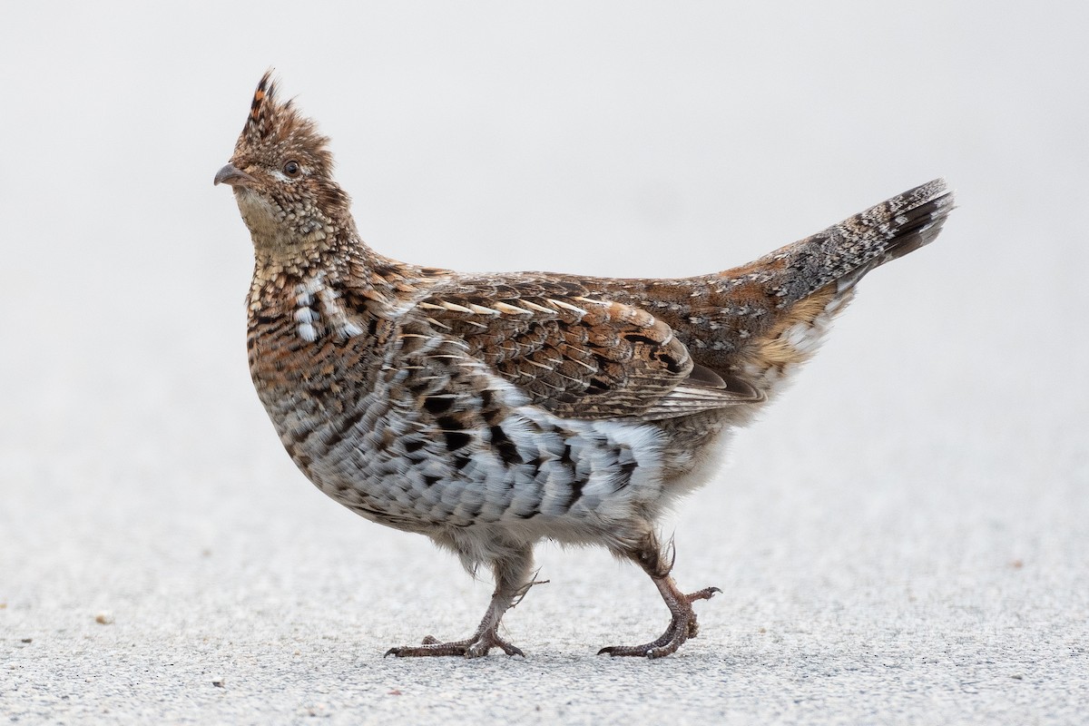 Ruffed Grouse - David Turgeon