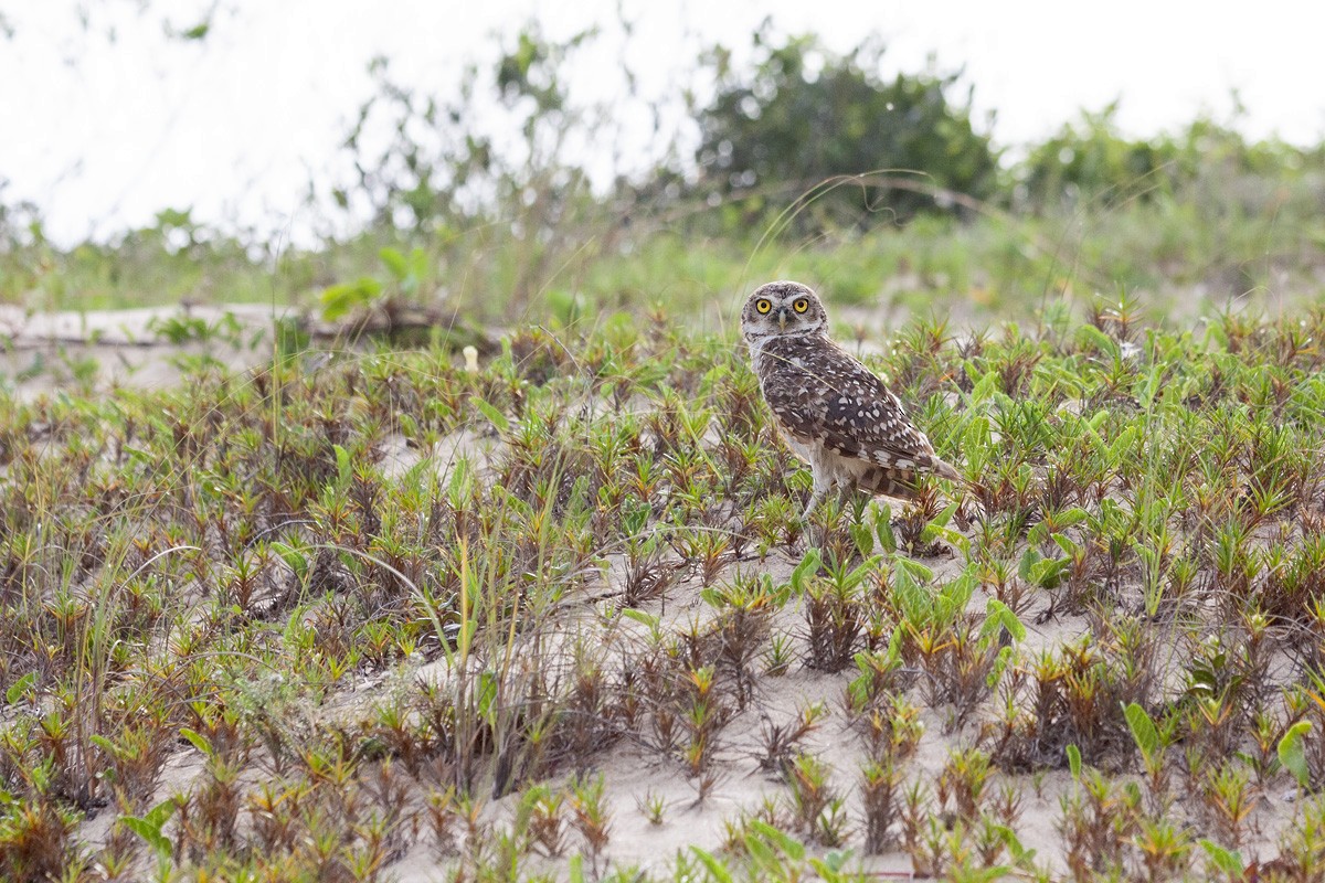 Burrowing Owl - Valentín González Feltrup