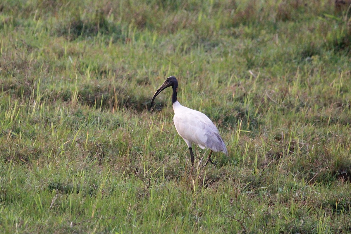ibis černohlavý - ML426915531