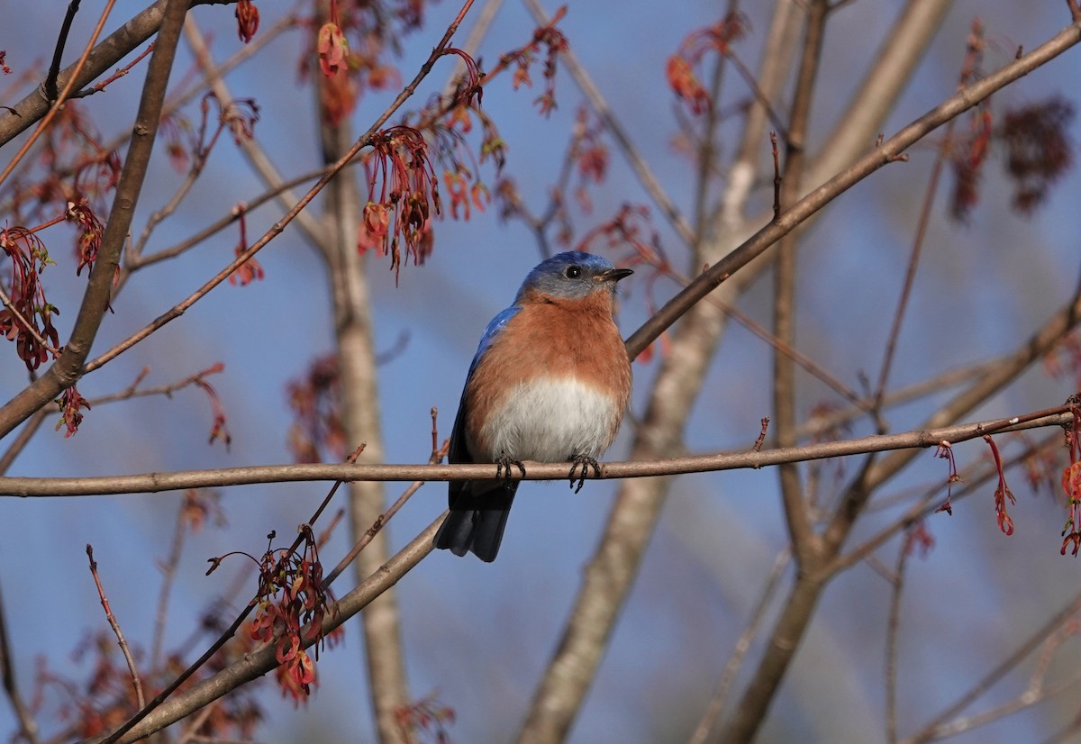 Eastern Bluebird - ML426916291