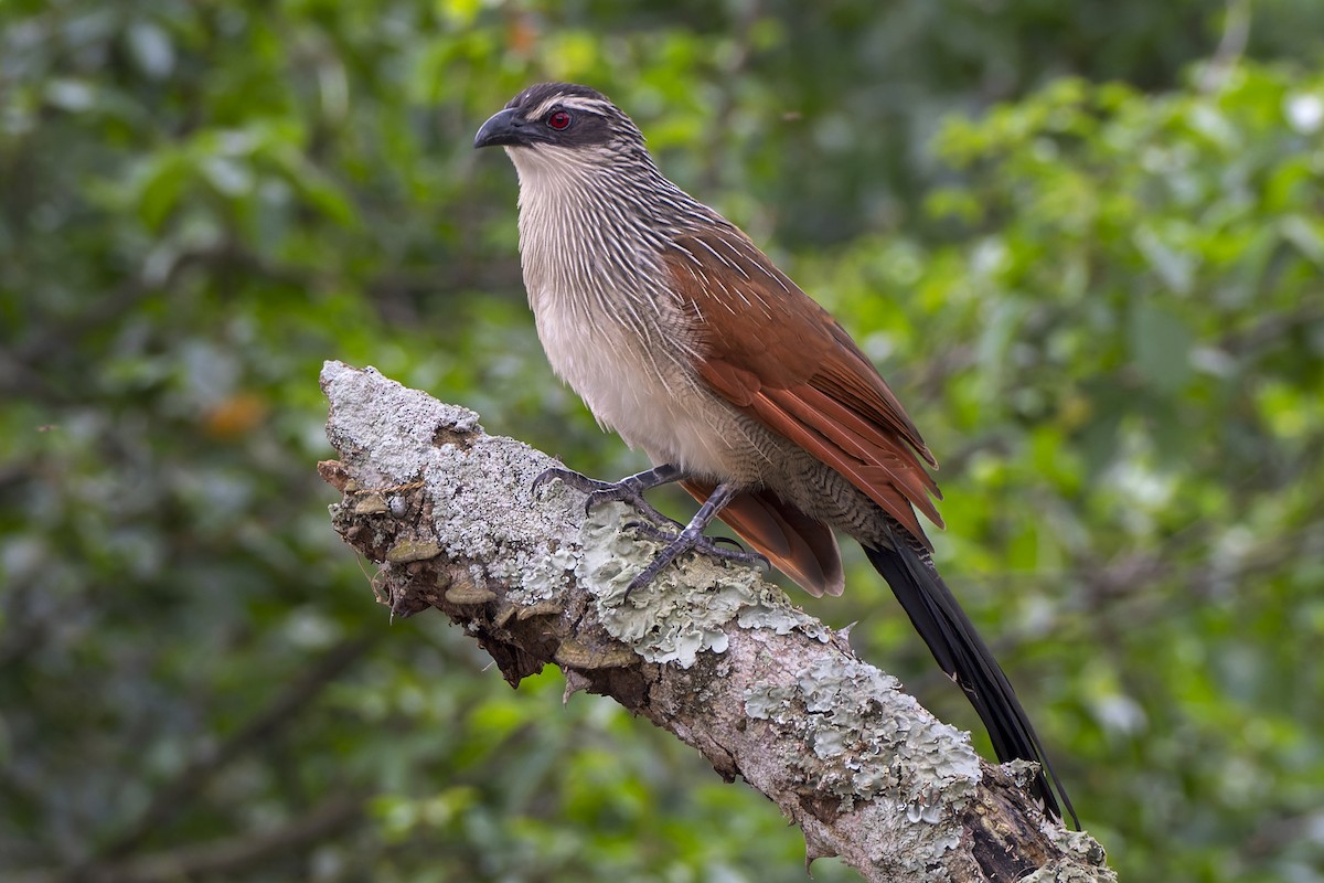White-browed Coucal - Jeff Maw