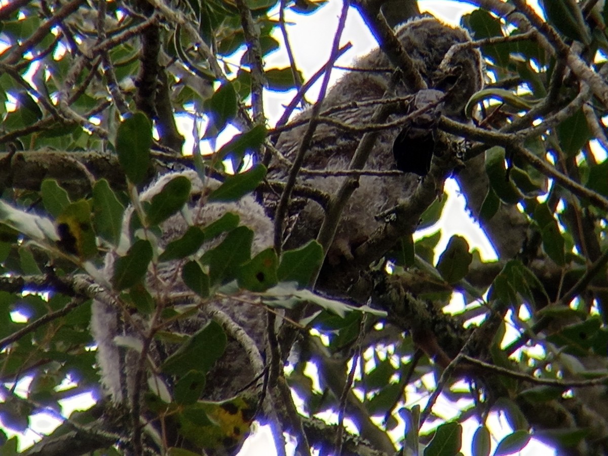 Tawny Owl - ML426917411