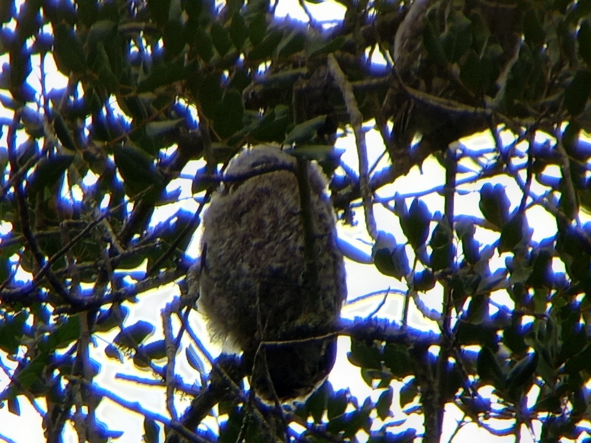 Tawny Owl - ML426917421