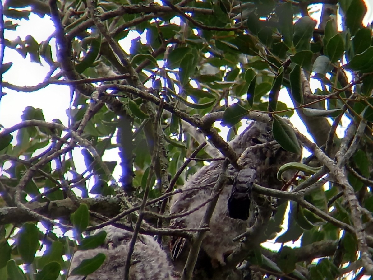 Tawny Owl - ML426917431