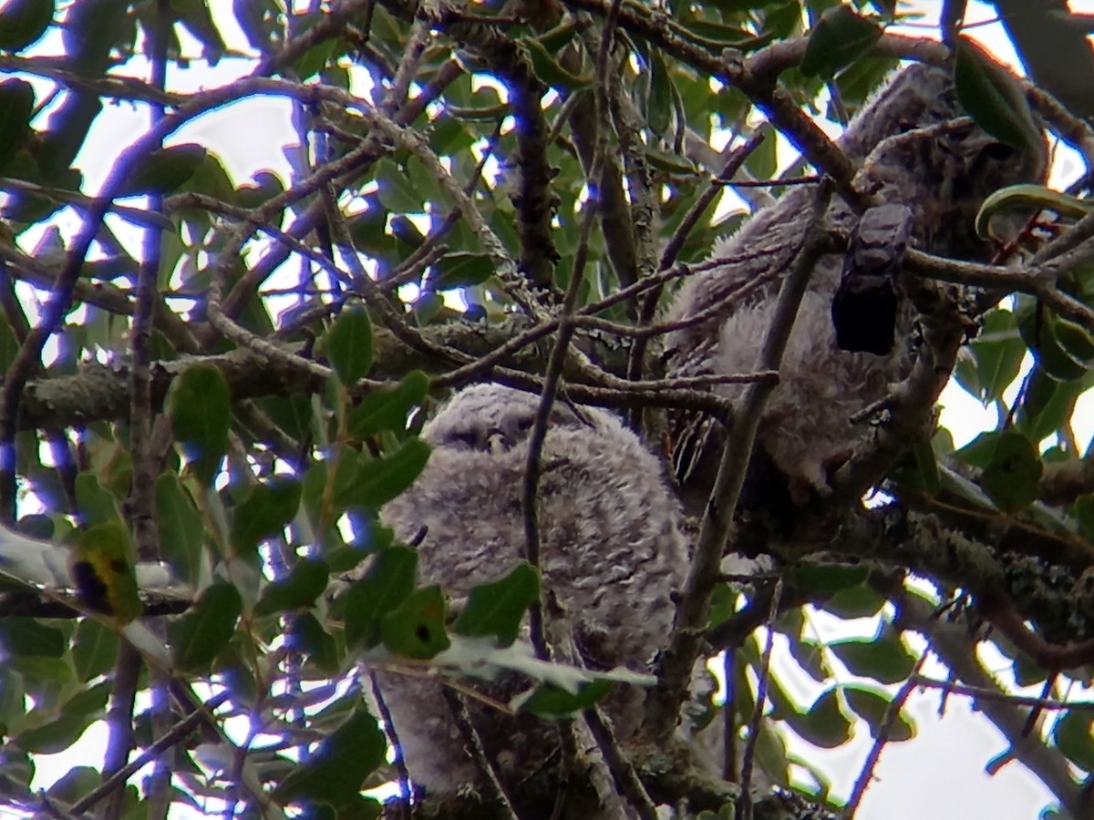 Tawny Owl - ML426917441