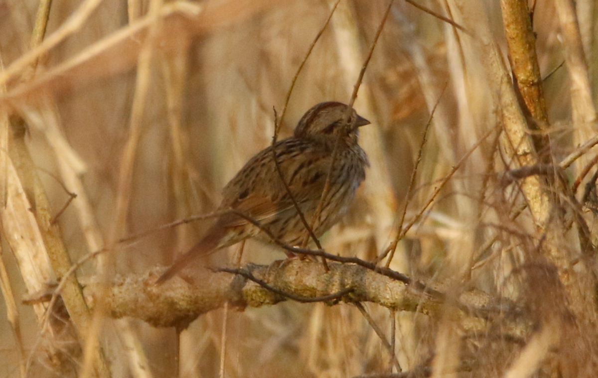 Lincoln's Sparrow - ML426917651