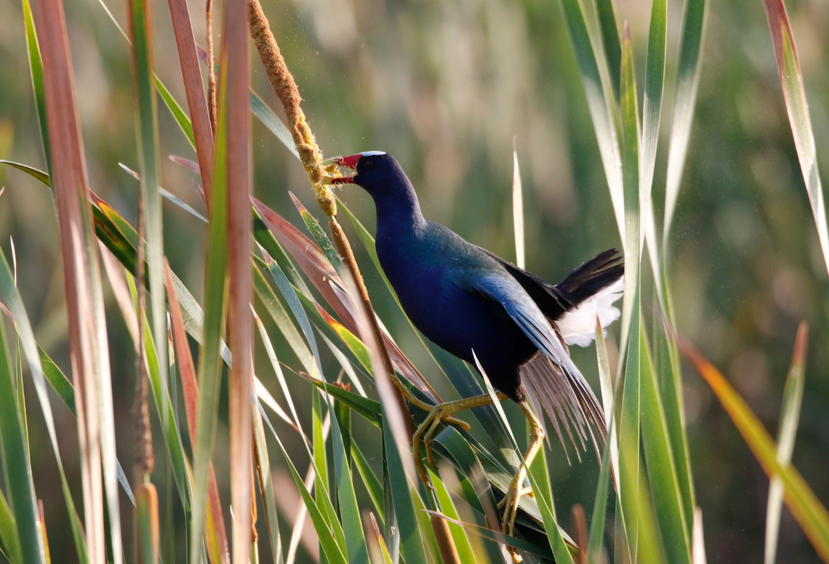 Purple Gallinule - Derek LaFlamme