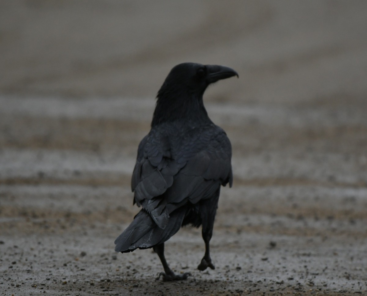 Common Raven - Sean Hatch