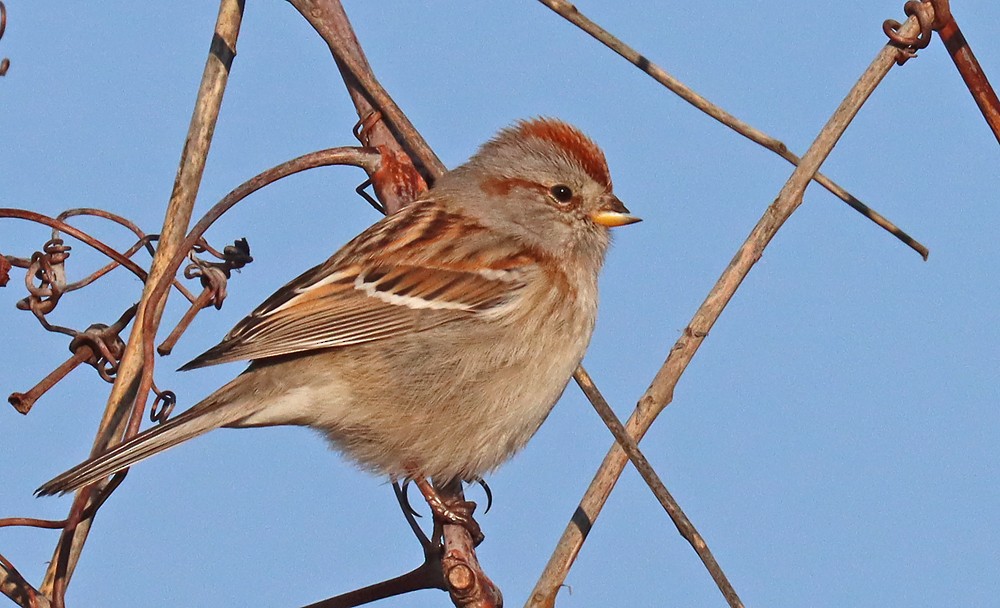 American Tree Sparrow - ML426918781