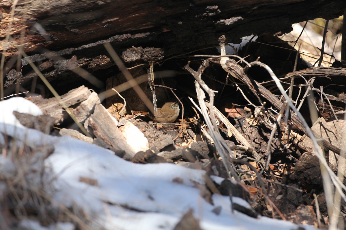 Sinaloa Wren - ML42691921