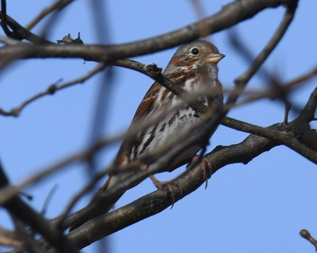 Fox Sparrow - ML426919691