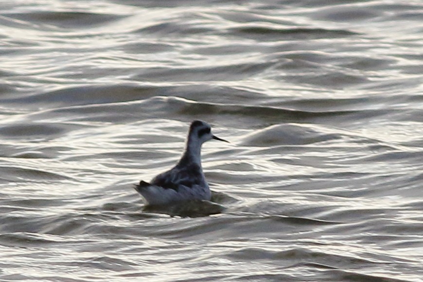 Red-necked Phalarope - ML42692071