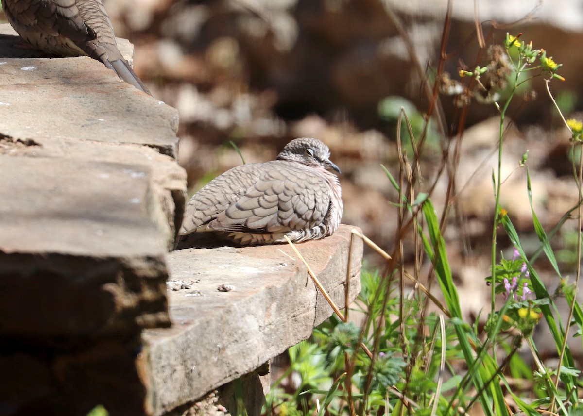 Inca Dove - Noreen Baker