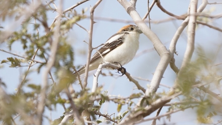 Woodchat Shrike - ML426921651