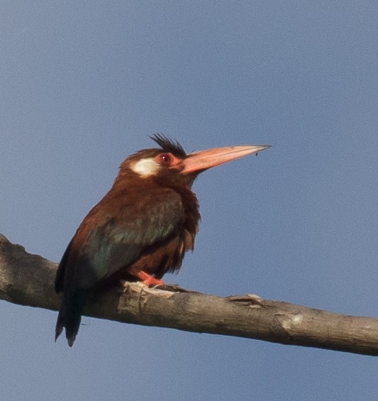 White-eared Jacamar - Andrew Haffenden