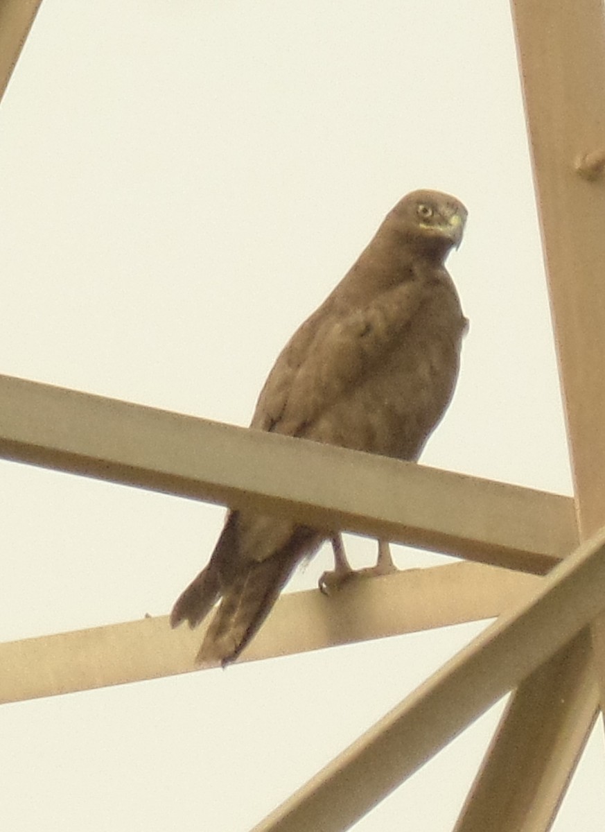 Long-legged Buzzard - ML426922931