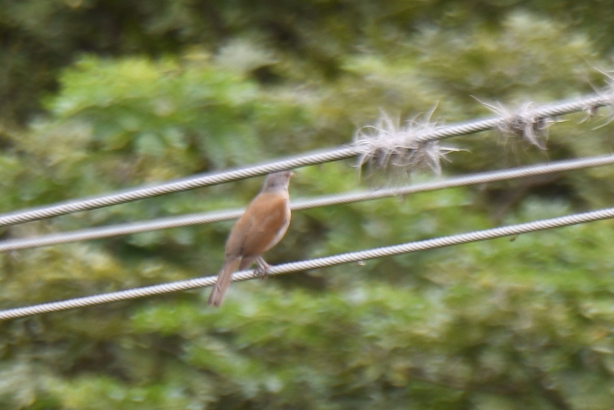 Pale-breasted Thrush - ML426923561