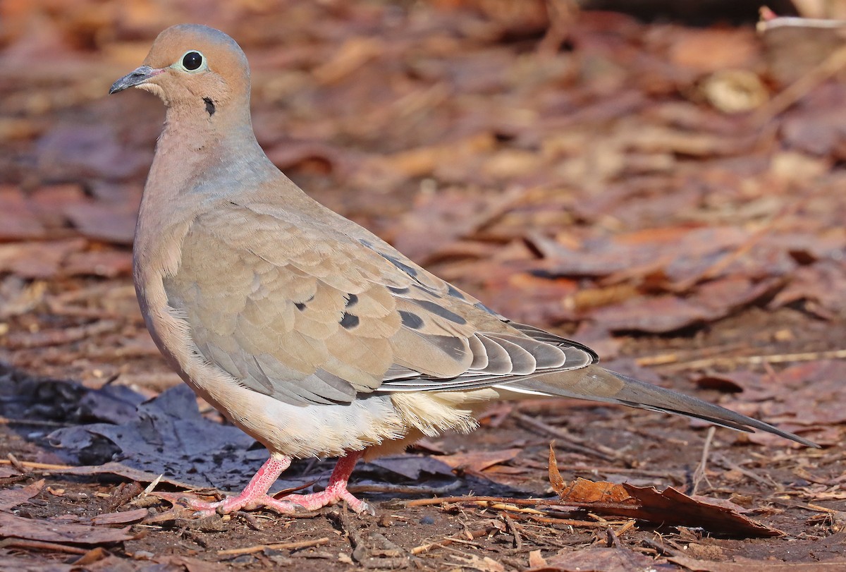 Tourterelle triste - ML426925161