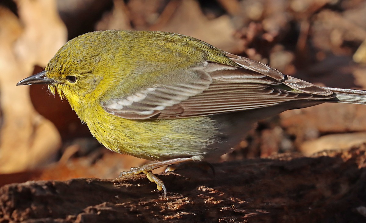 Pine Warbler - ML426925351