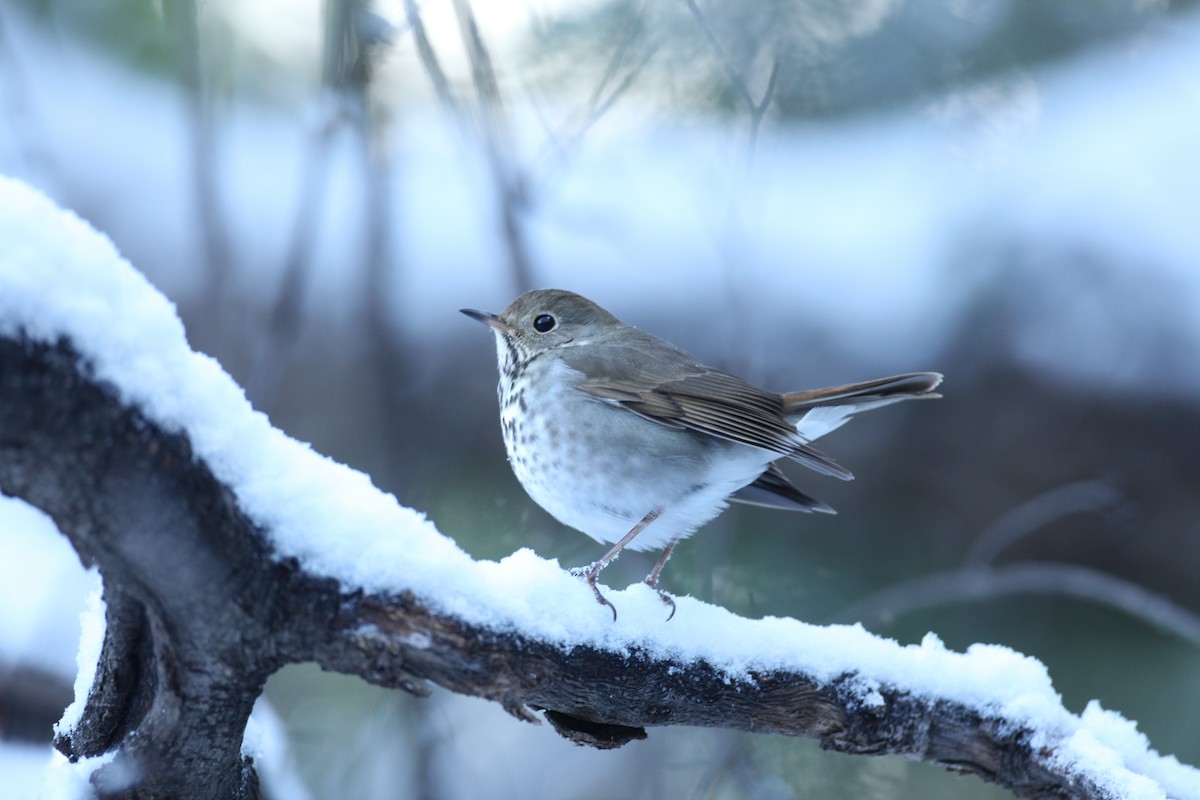 Hermit Thrush - ML42692721