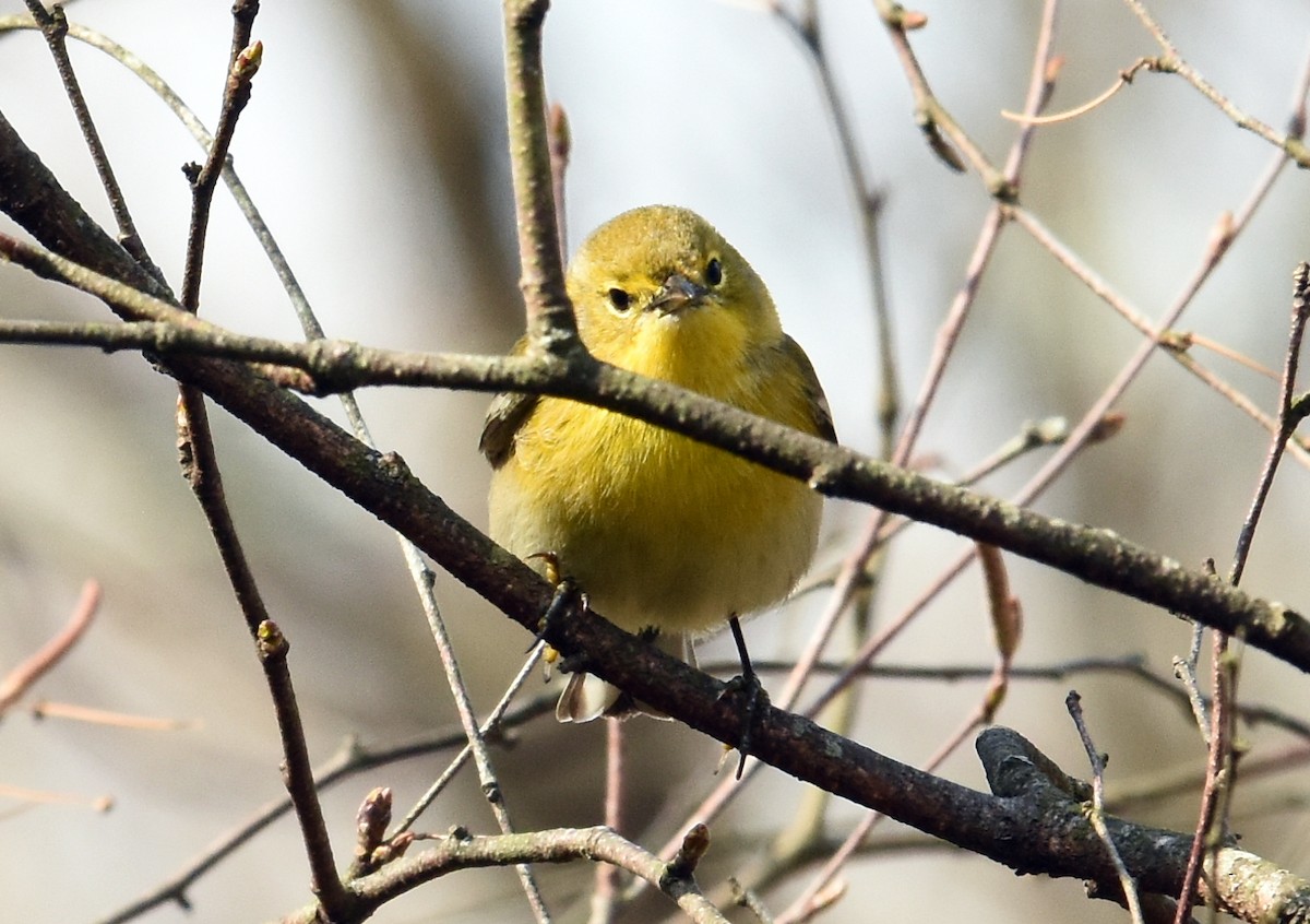 Pine Warbler - joe greco