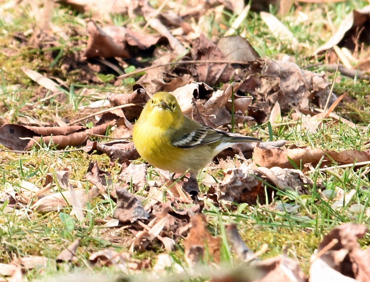 Pine Warbler - joe greco