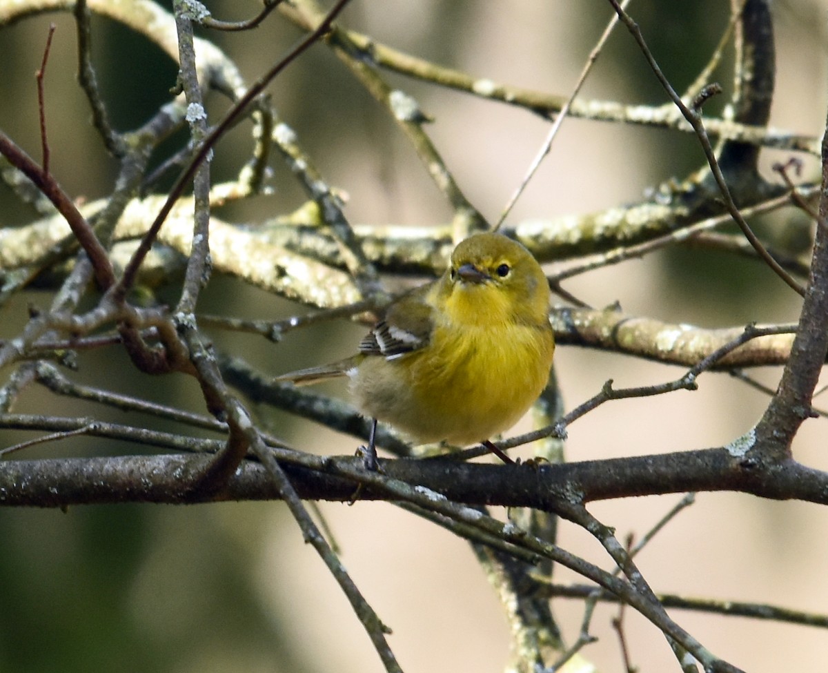 Pine Warbler - joe greco