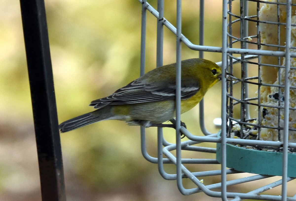 Pine Warbler - joe greco