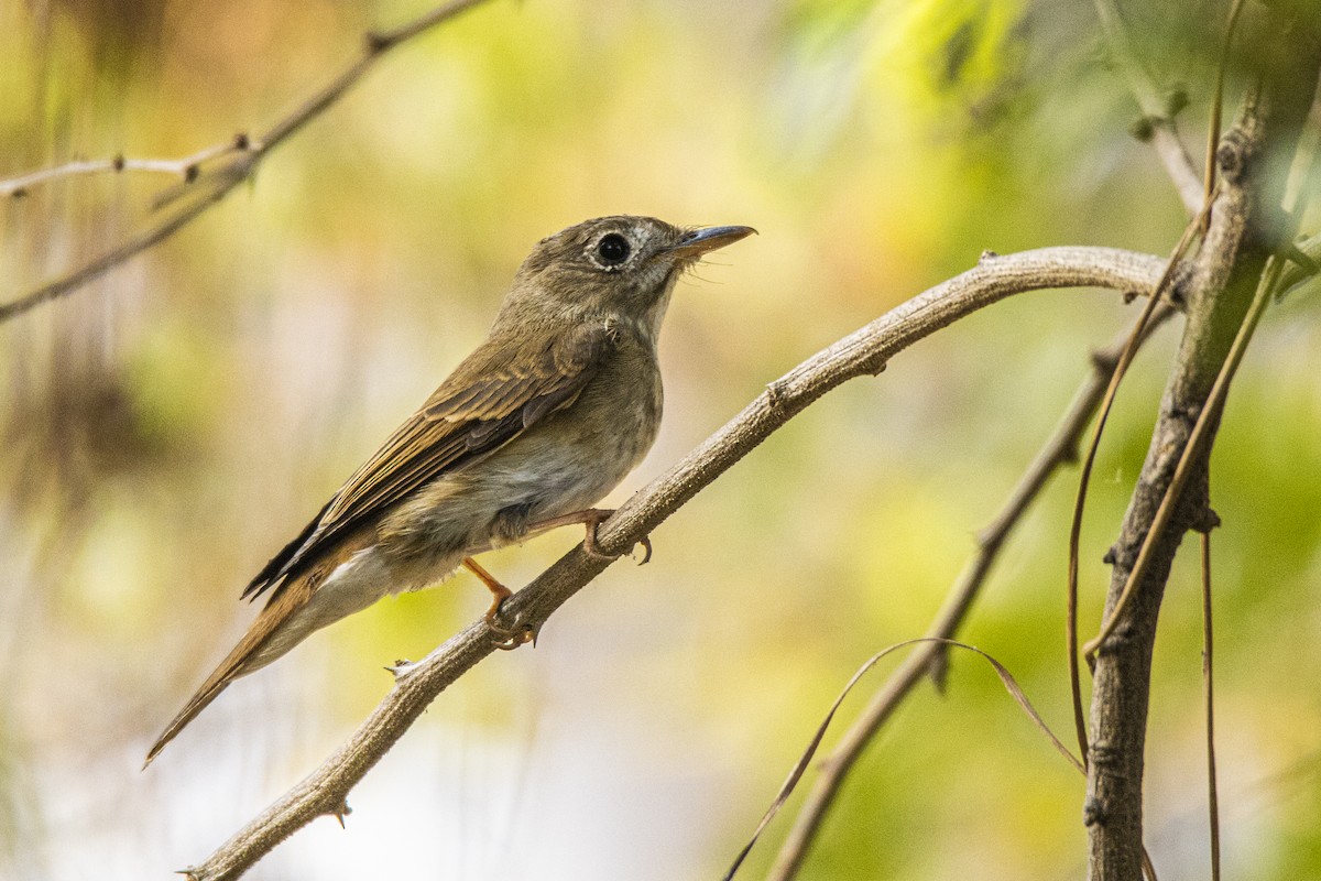 Brown-breasted Flycatcher - ML426927661