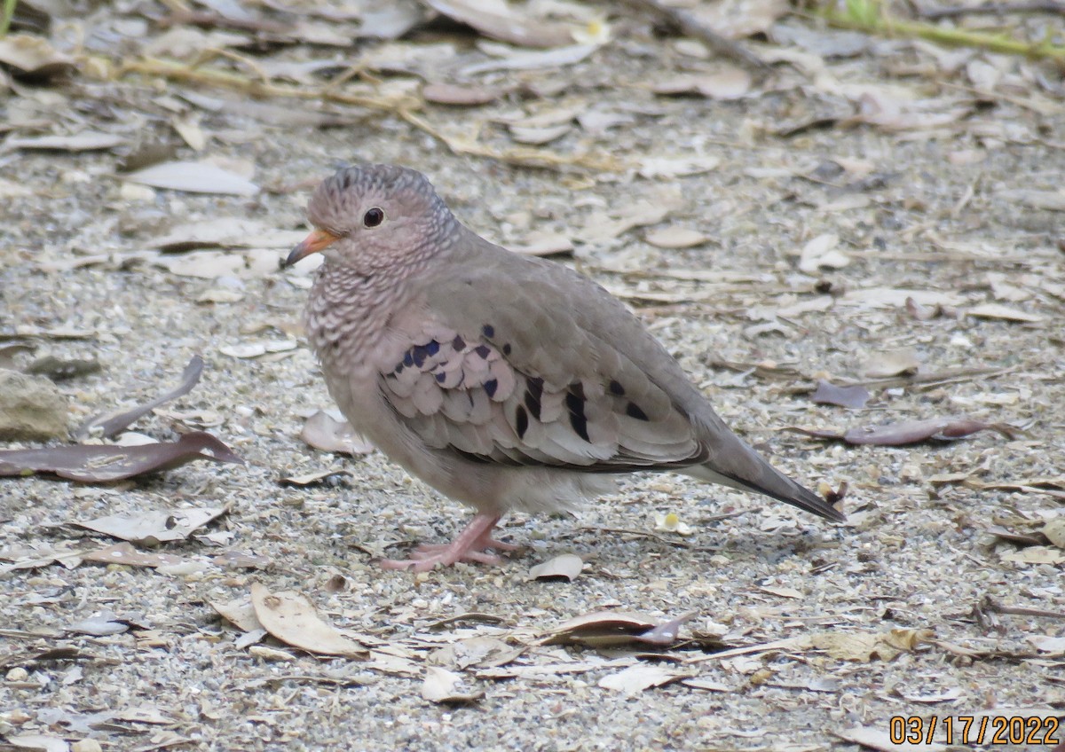 Common Ground Dove - ML426930071