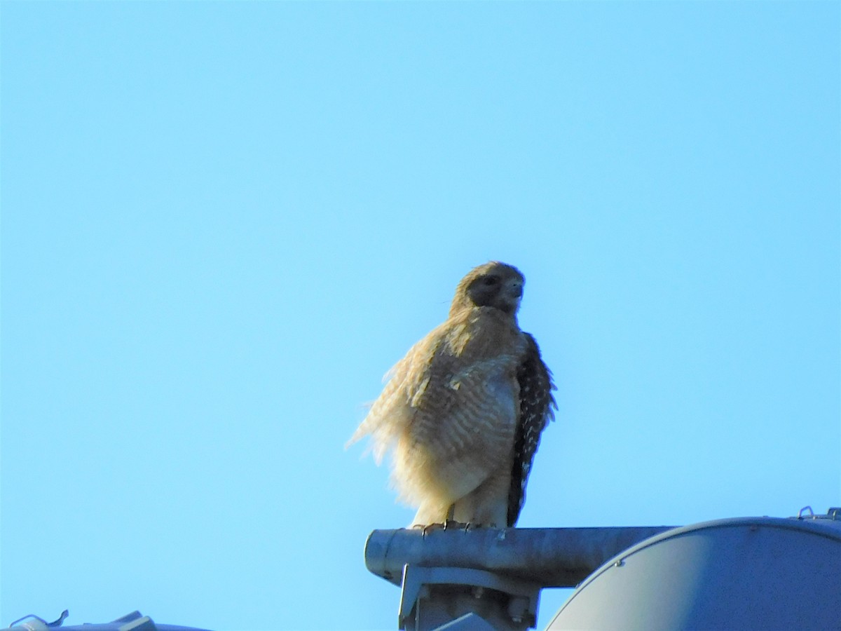 Red-shouldered Hawk - ML426931101