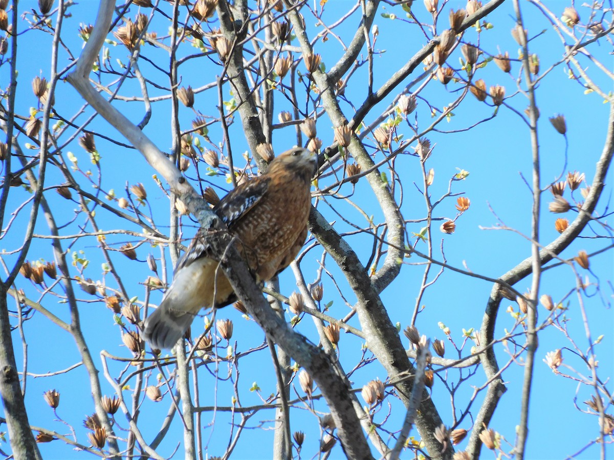 Red-shouldered Hawk - ML426931121