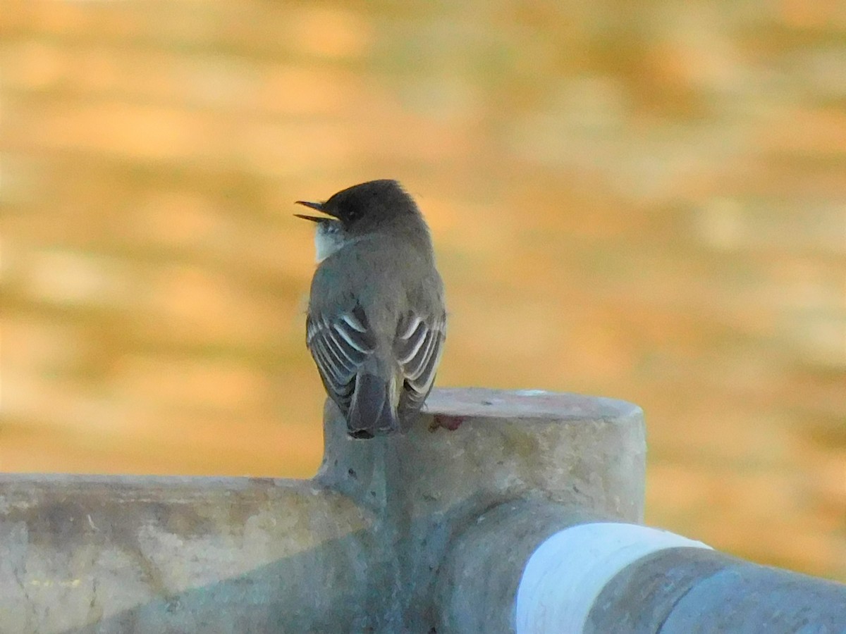 Eastern Phoebe - ML426931231